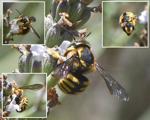 Anthidium manicatum